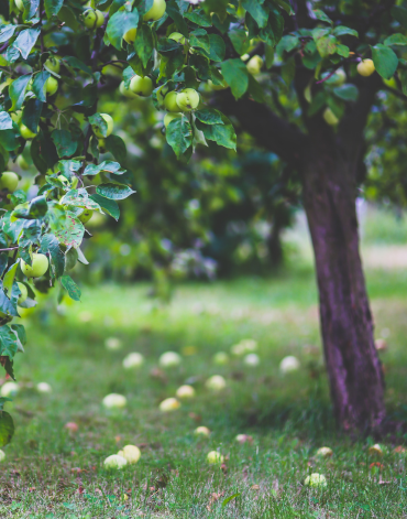 Que faire au jardin au printemps ?