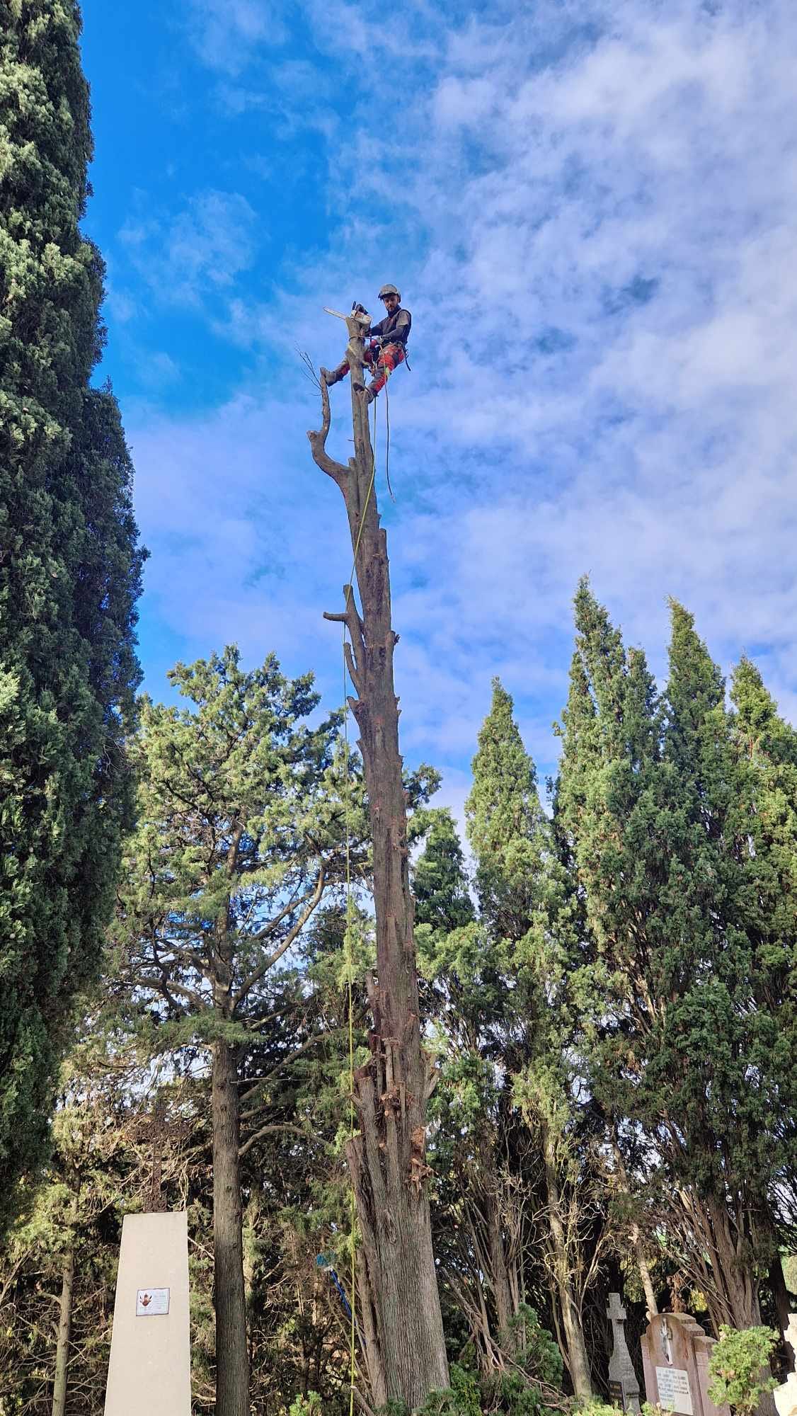 Démontage d'un arbre 